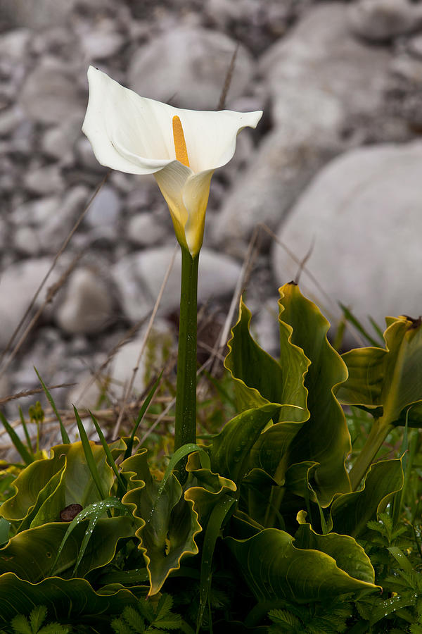 Beach Photograph - Lone Calla Lily by Melinda Ledsome