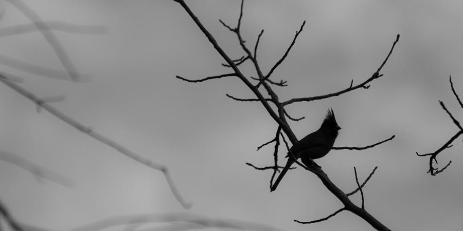 Lone Photograph - Lone Cardinal by Nathaniel Kidd Lone Photograph - Lone Cardinal by Nathaniel Kidd
