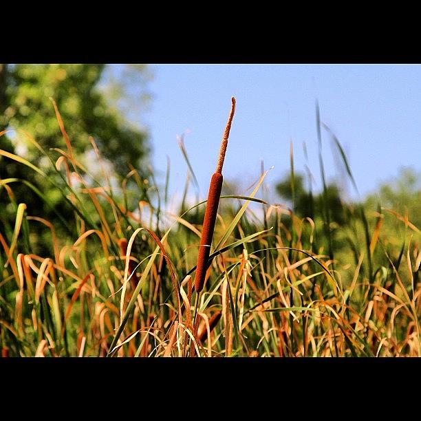 Nature Photograph - Lone Cattail. by Aran Ackley