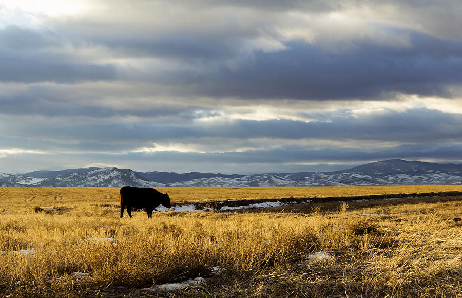 Cow Photograph - Lone Cow against a stormy Montana sky. by Dana Moyer