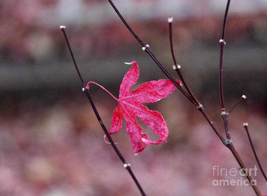 Lone crispy Red leafe Photograph by Yumi Johnson