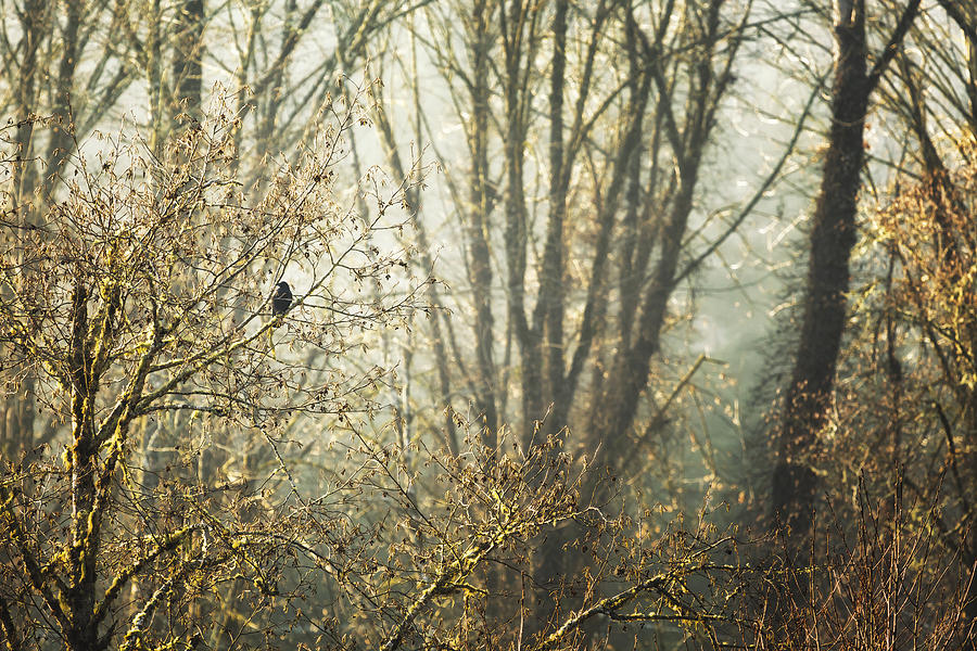 Lone Crow Photograph by Belinda Greb