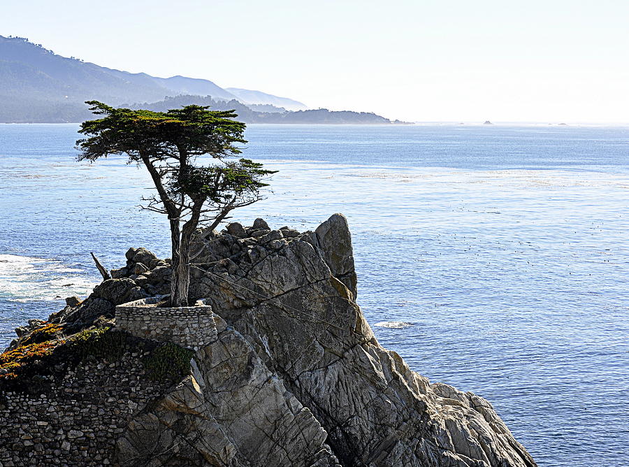 Lone Cypress Photograph by AJ  Schibig
