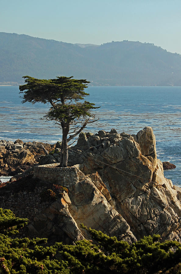 Lone Cypress - Big Sur III Photograph by Suzanne Gaff