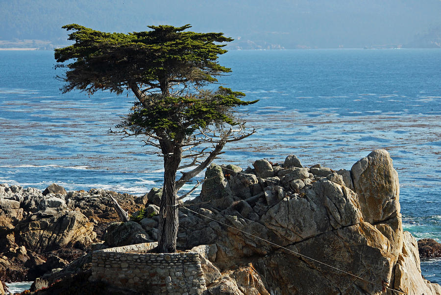 Lone Cypress - Big Sur Photograph by Suzanne Gaff