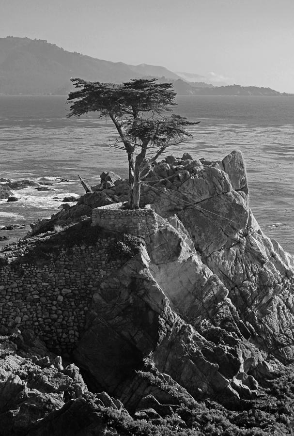 Lone Cypress - Big Sur VI in Black and White Photograph by Suzanne Gaff
