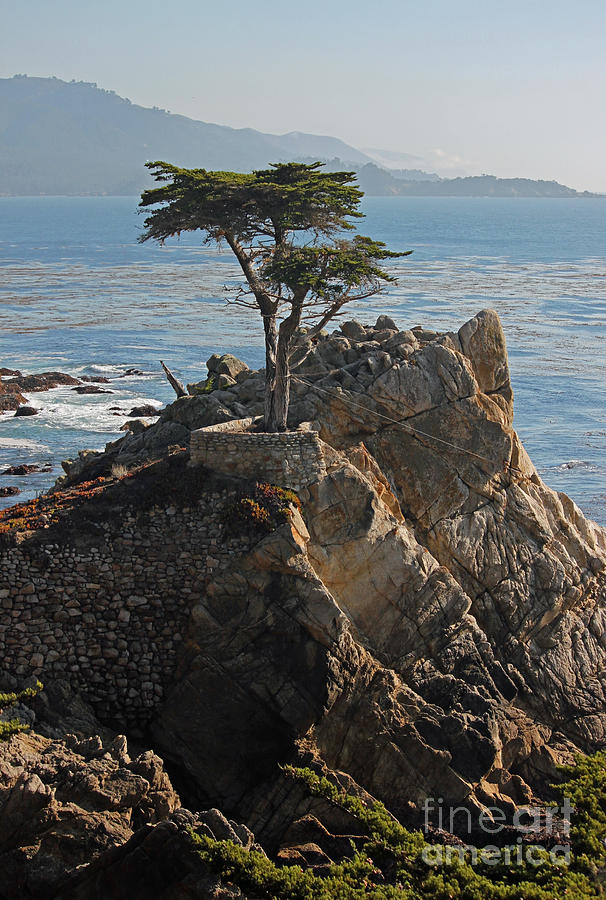 Tree Photograph - Lone Cypress - Big Sur VI by Suzanne Gaff