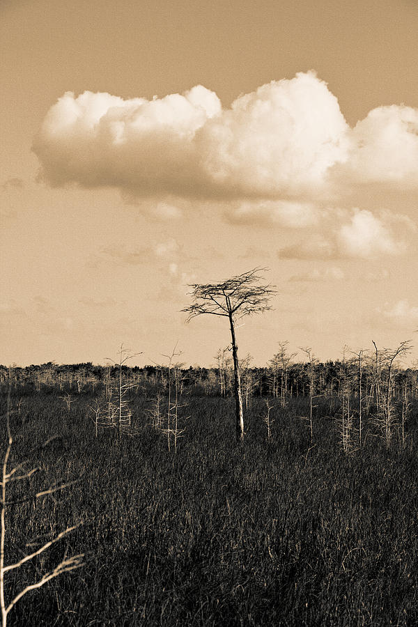 lone cypress III Photograph by Gary Dean Mercer Clark