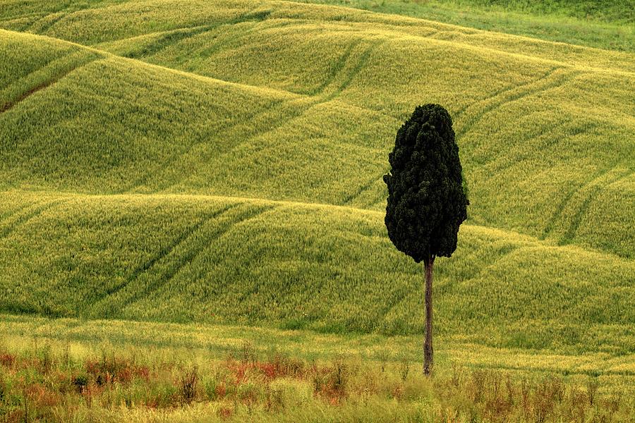 Lone Cypress In A Field In Tuscany Photograph by © Jan Zwilling
