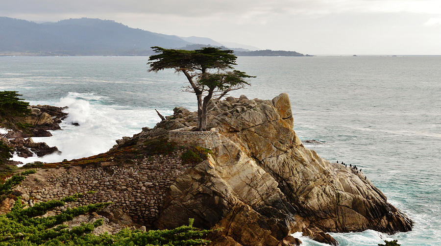 Lone Cypress Monterey California Painting by Barbara Snyder