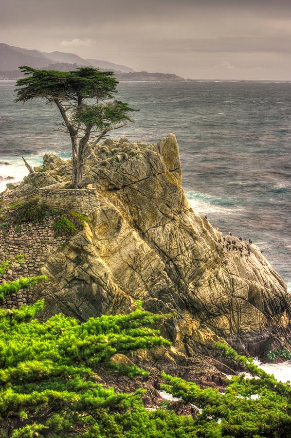 Lone Cypress on the Monterey Peninsula - No. 1 Looking Across Carmel Bay Spring Mid-Afternoon Photograph by Michael Mazaika