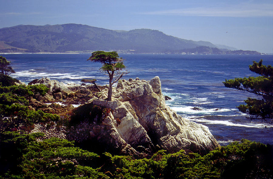 Lone Cypress Photograph by Rod Jones