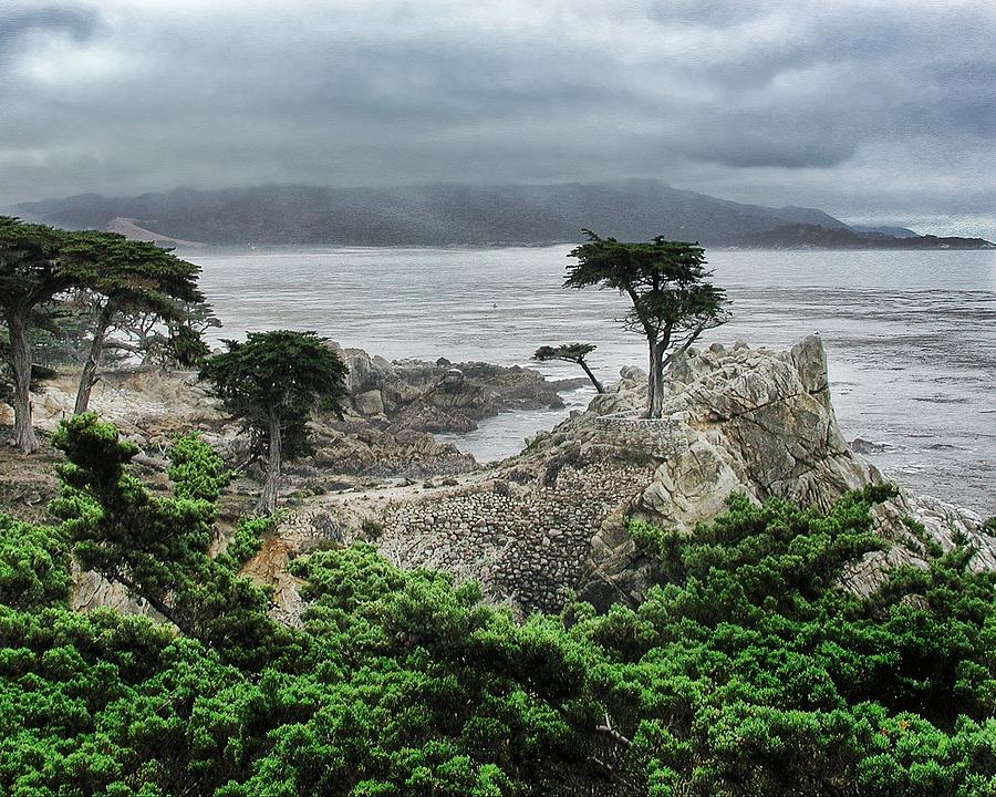 Lone Cypress Photograph by Steve Ondrus