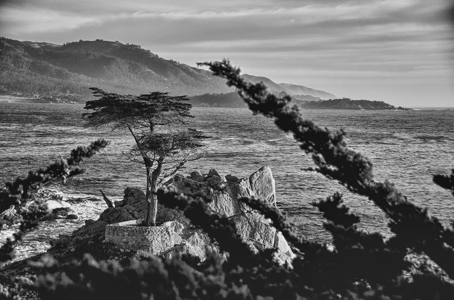 Lone Cypress Tree BW Photograph by Ron White