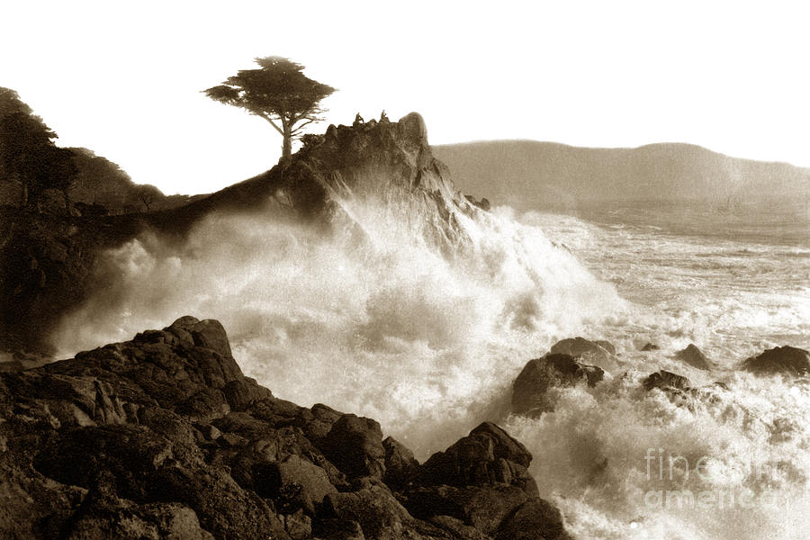 Tree Photograph - Lone Cypress tree on  Midway Point Pebble Beach California circa 1916 by Monterey County Historical Society