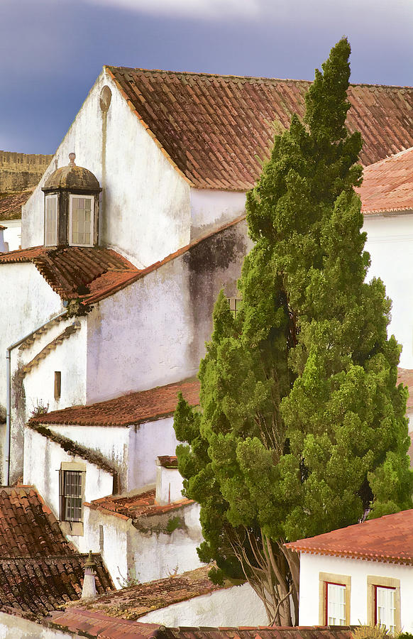 Tree Photograph - Lone Cyprus of Medieval Obidos II by David Letts