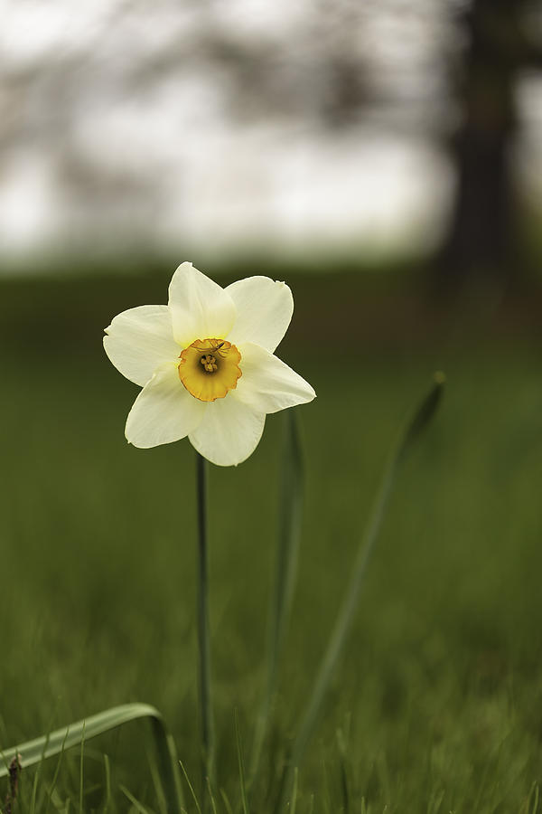 Lone Daffodil Photograph by Josef Pittner