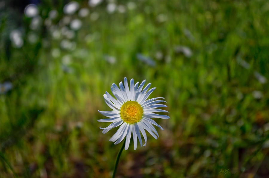 Lone Daisy Photograph by Adria Trail