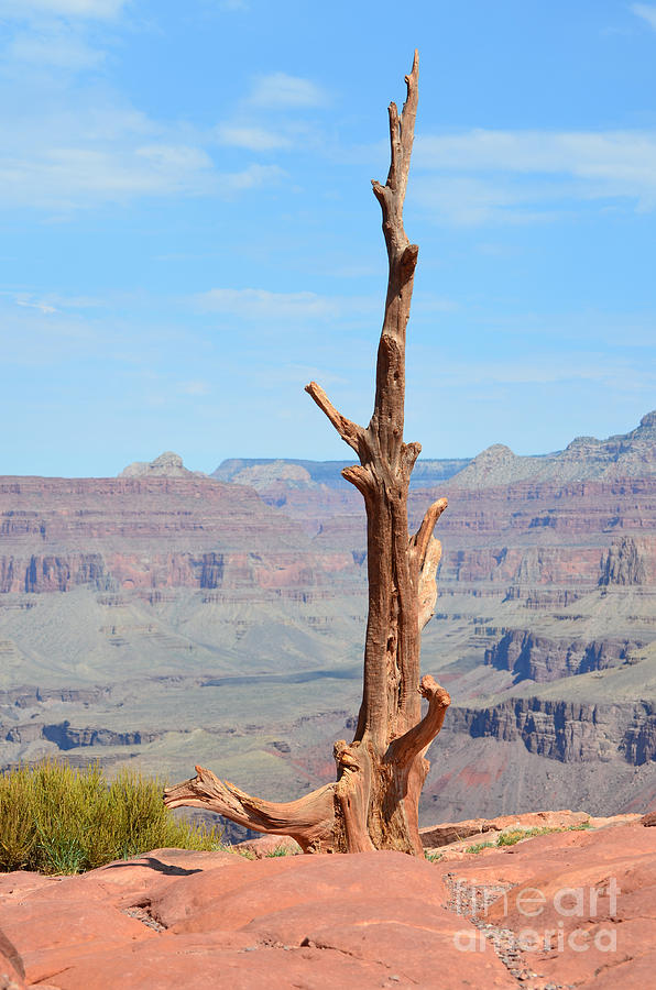Lone Dead Tree on Cedar Ridge South Kaibab Trail Grand Canyon Photograph by Shawn OBrien