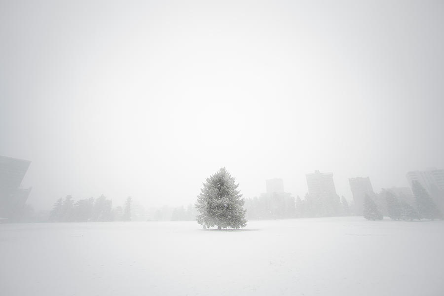 Lone Douglas Fir In A Blizzard Photograph by Jon Paciaroni