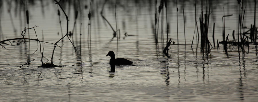Lone Duck Photograph by Kevin Dietrich