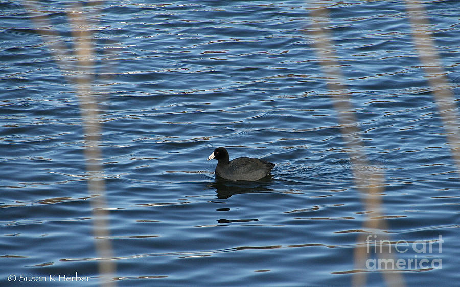 Lone Duck Photograph by Susan Herber
