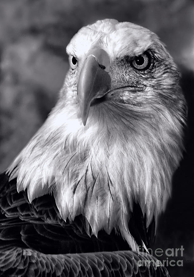 Lone Eagle Photograph by Adam Olsen