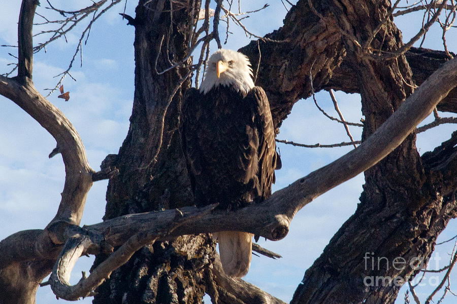 Lone Eagle Photograph by Bob Hislop