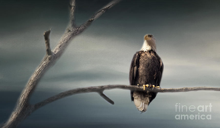 Lone Eagle Photograph by Pam  Holdsworth
