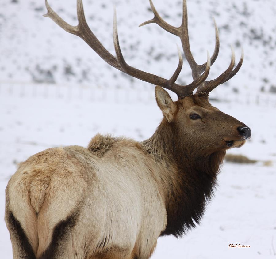 Lone Elk Photograph by Philip And Robbie Bracco