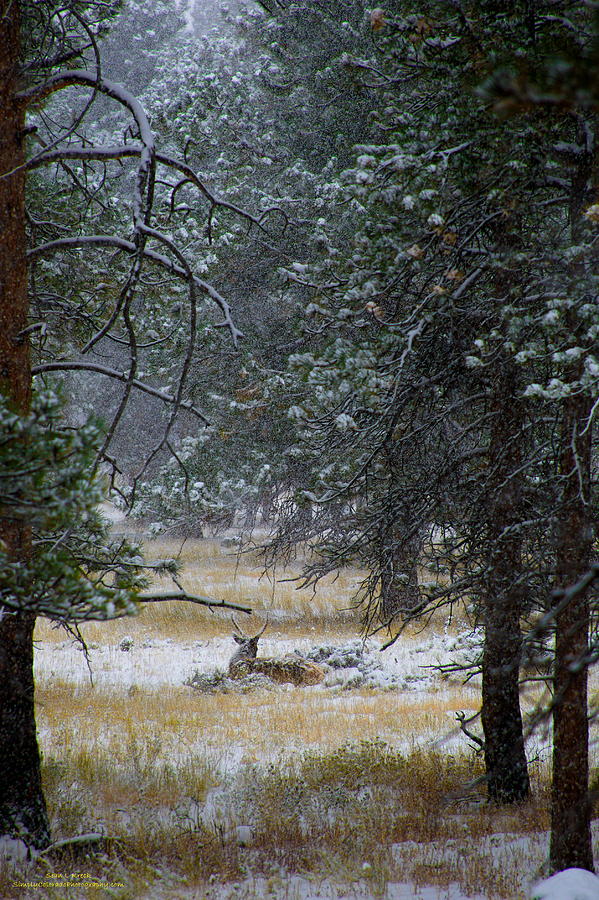 Lone Elk Photograph by Sean Kreck - Pixels