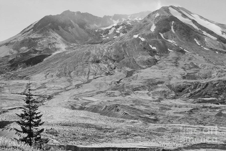 Lone Evergreen at Mount St. Helens 2012 BW Photograph by Connie Fox