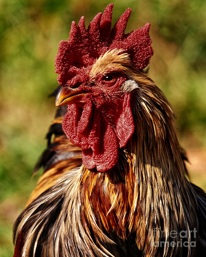 Lone Farm Rooster Portrait Photograph by Timothy Flanigan