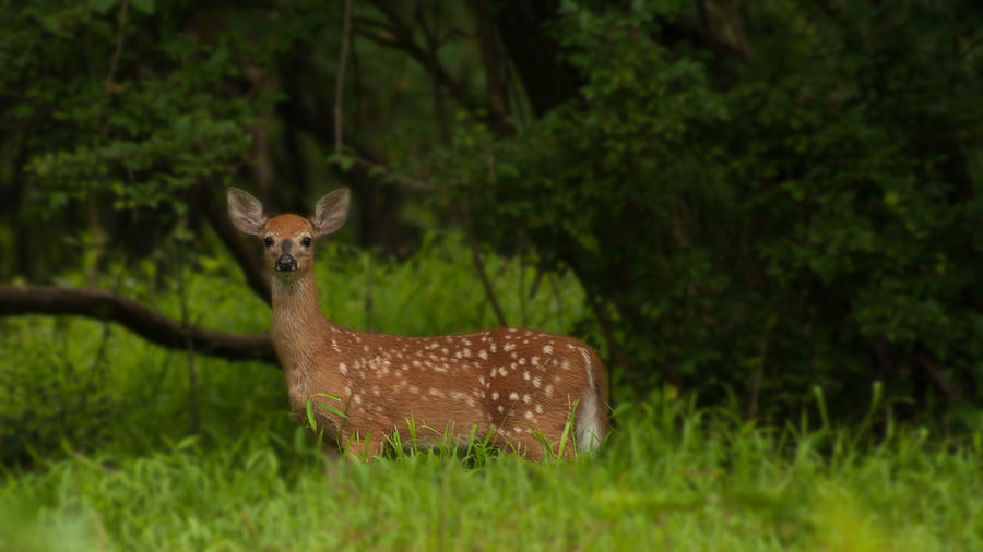 Lone fawn Photograph by Michael Porchik