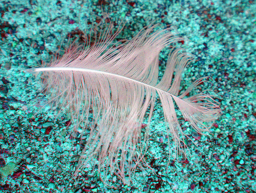Lone Feather 4 Photograph by Laurie Tsemak