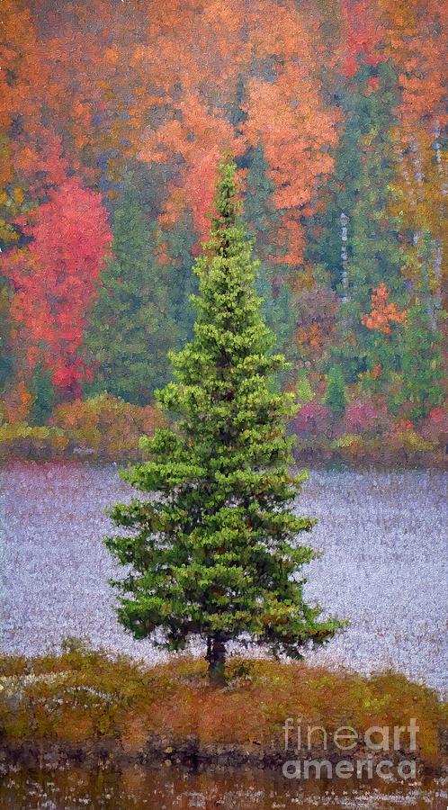 Lone Fir In Autumn Photograph by Henry Kowalski