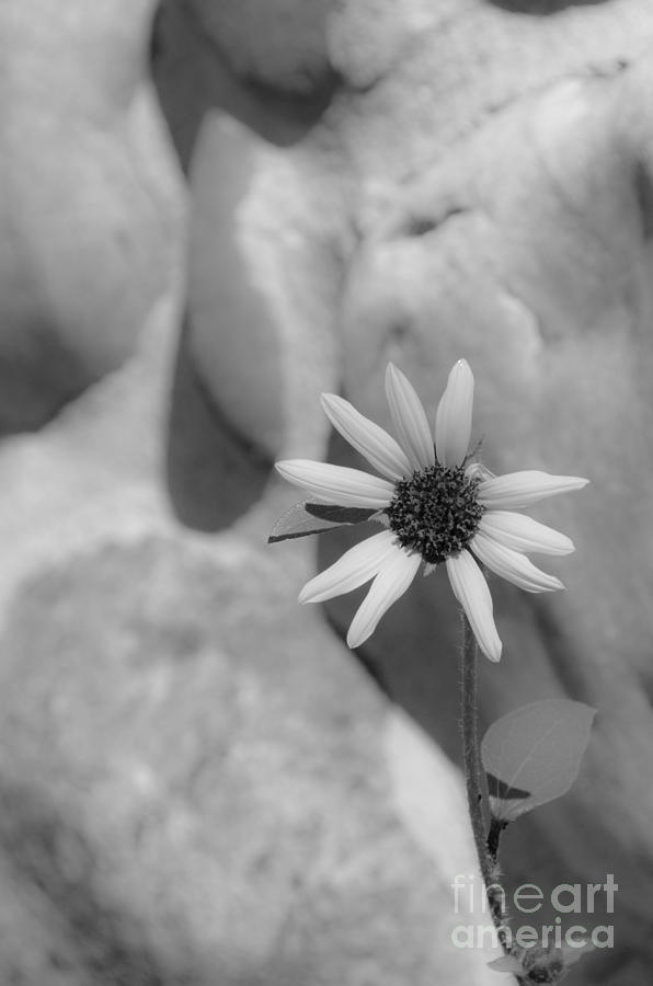 Lone Flower on the Rocks Photograph by Debra Martz