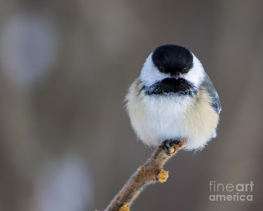 Chickadee Photograph - Lone Fluffball by Rebecca Brooks