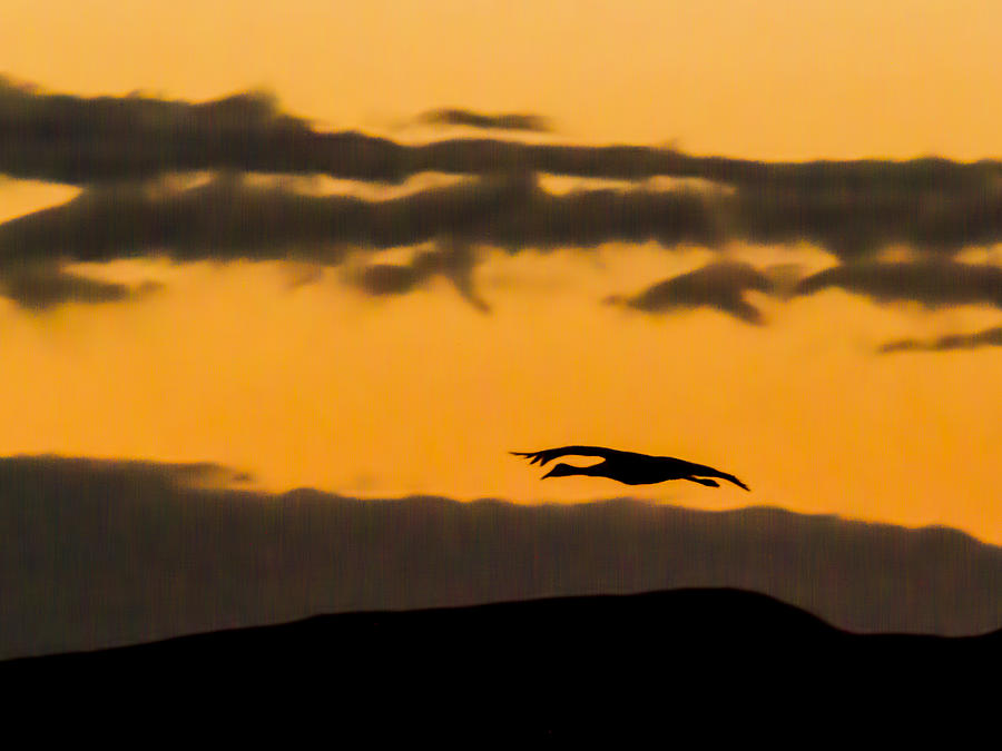 Lone Flying Sandhill Crane at Sunset Photograph by Jean Noren
