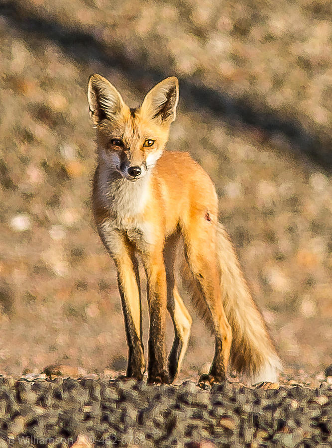 Lone Fox Photograph by Brian Williamson | Fine Art America
