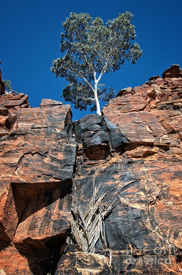 Lone Ghost Gum at Petermann Hills Photograph by Peter Kneen