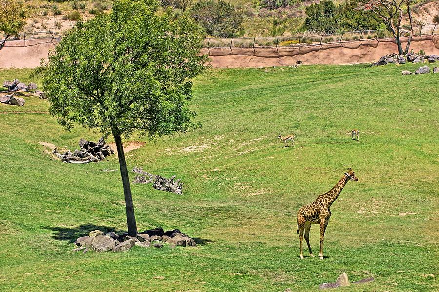 Giraffe Photograph - Lone Giraffe by Jane Girardot