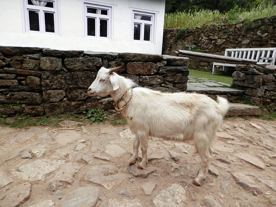 Goat Photograph - Lone Goat by Pema Hou