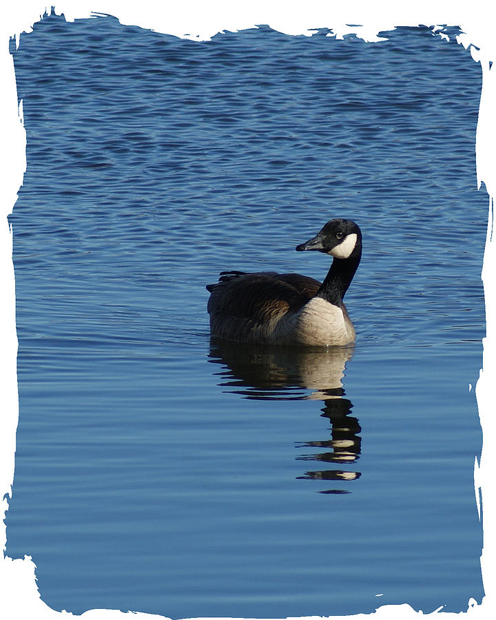 Lone Goose Photograph by Margie Avellino