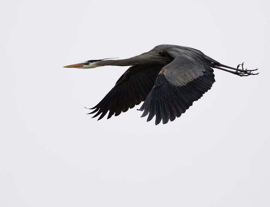 Lone Great Blue Heron In Flight Photograph by Thomas Young
