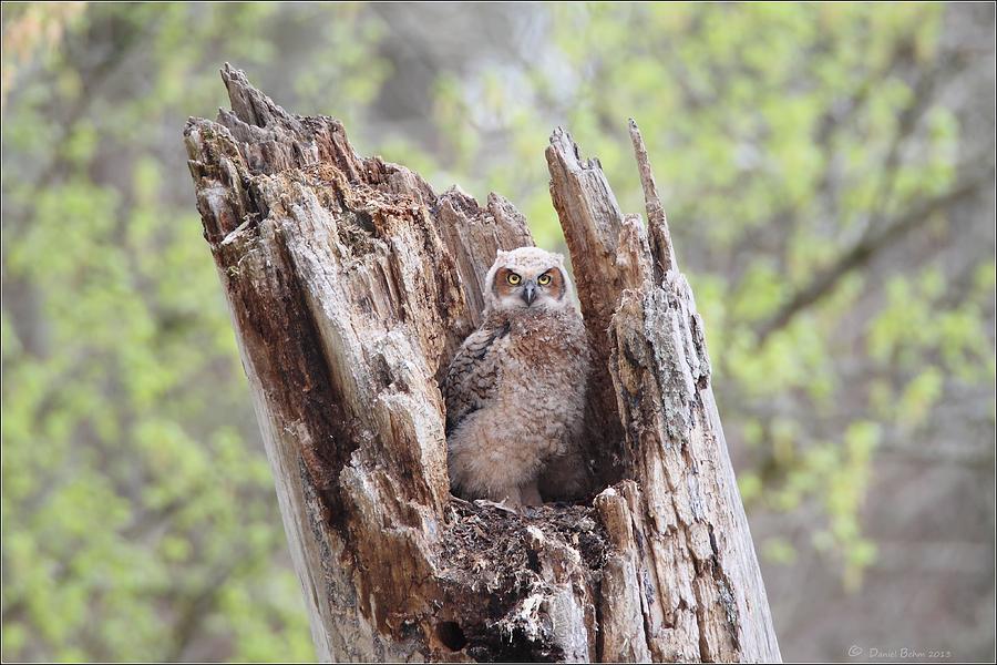 Lone Great Horned Owlet in Nest Photograph by Daniel Behm
