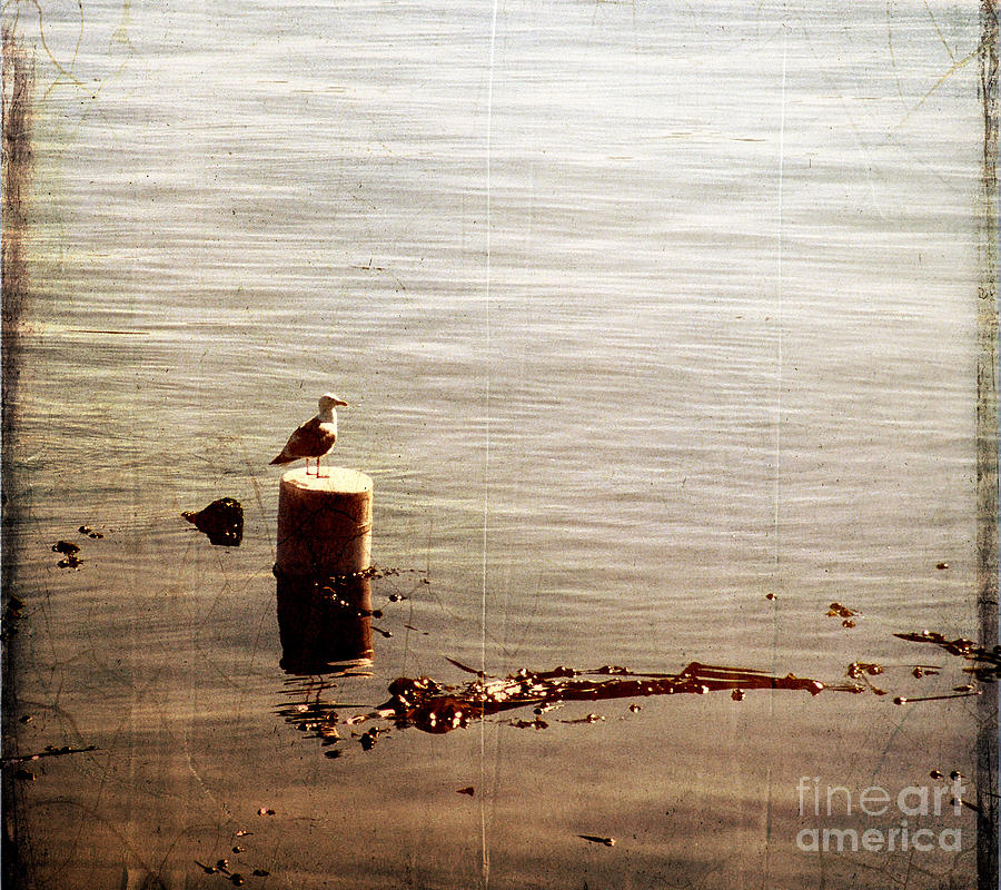 Lone Gull I I Photograph by Sharon Elliott