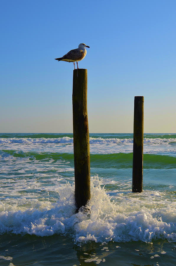 Lone Gull Photograph by Jerry Hart