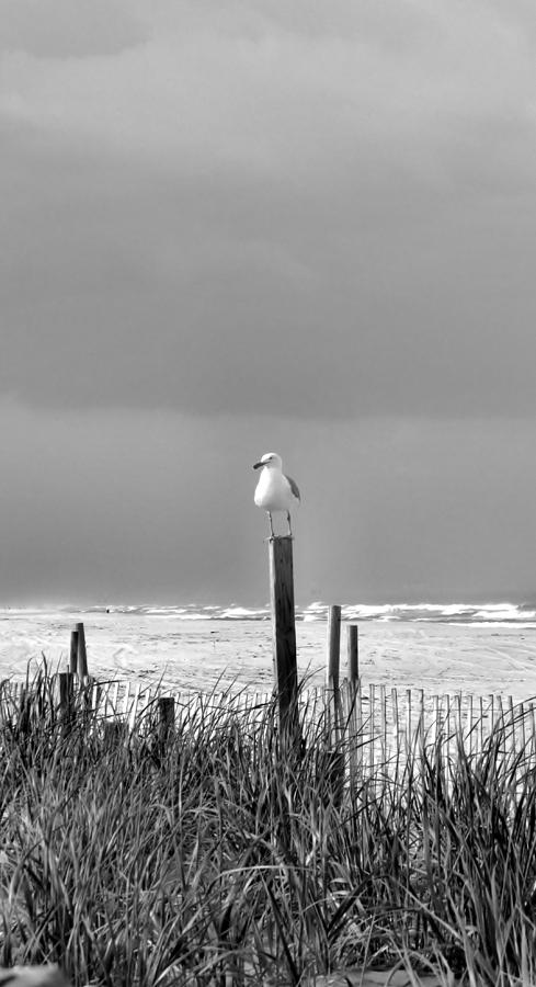 Nature Photograph - Lone Gull  by Art Dingo