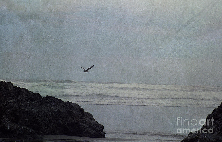 Beach Photograph - Lone Gull by Sharon Elliott